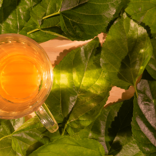 BlackBerry Tea /Leaves
