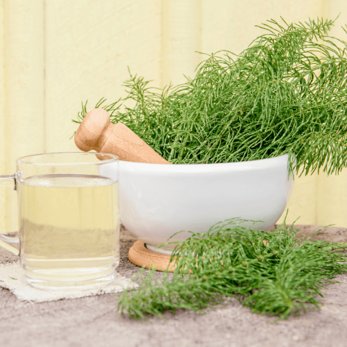 Horsetail Tea