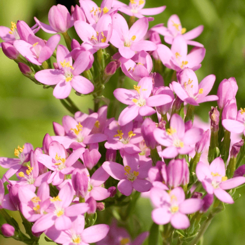 Centaury Herb Tea
